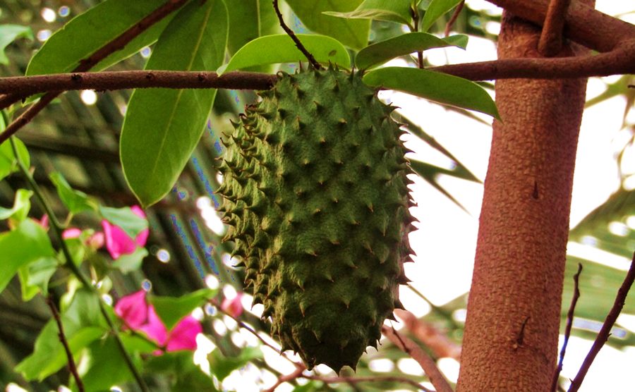 7 Soursop Benefits Guyabano Annona Muricata