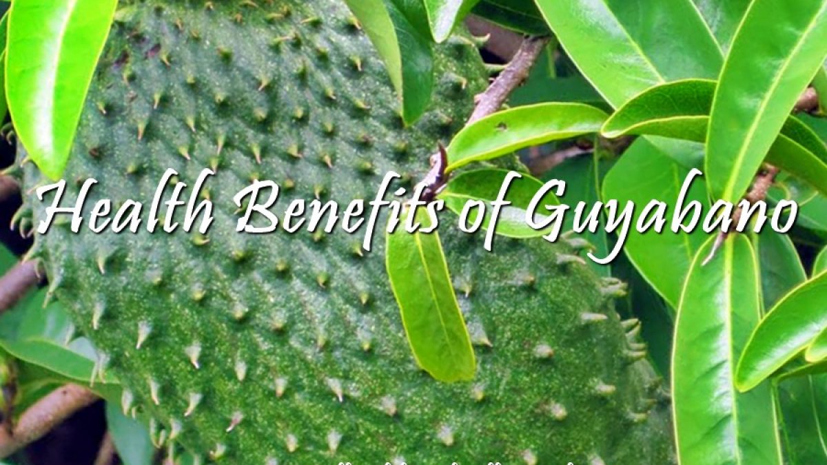 7 Soursop Benefits Guyabano Annona Muricata