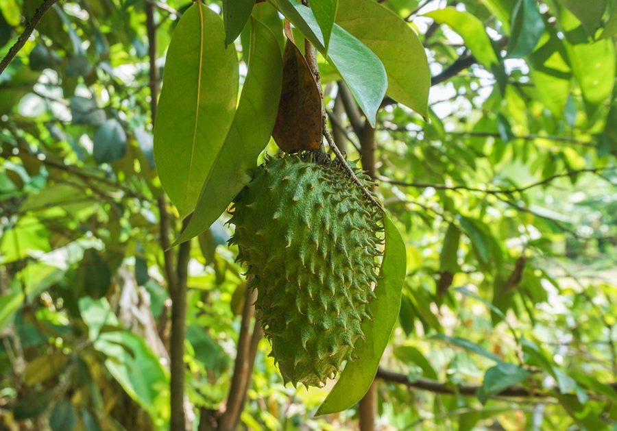 7 Soursop Benefits Guyabano Annona Muricata