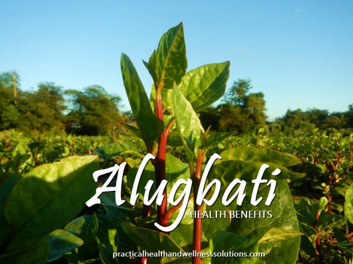 alugbati for pregnant