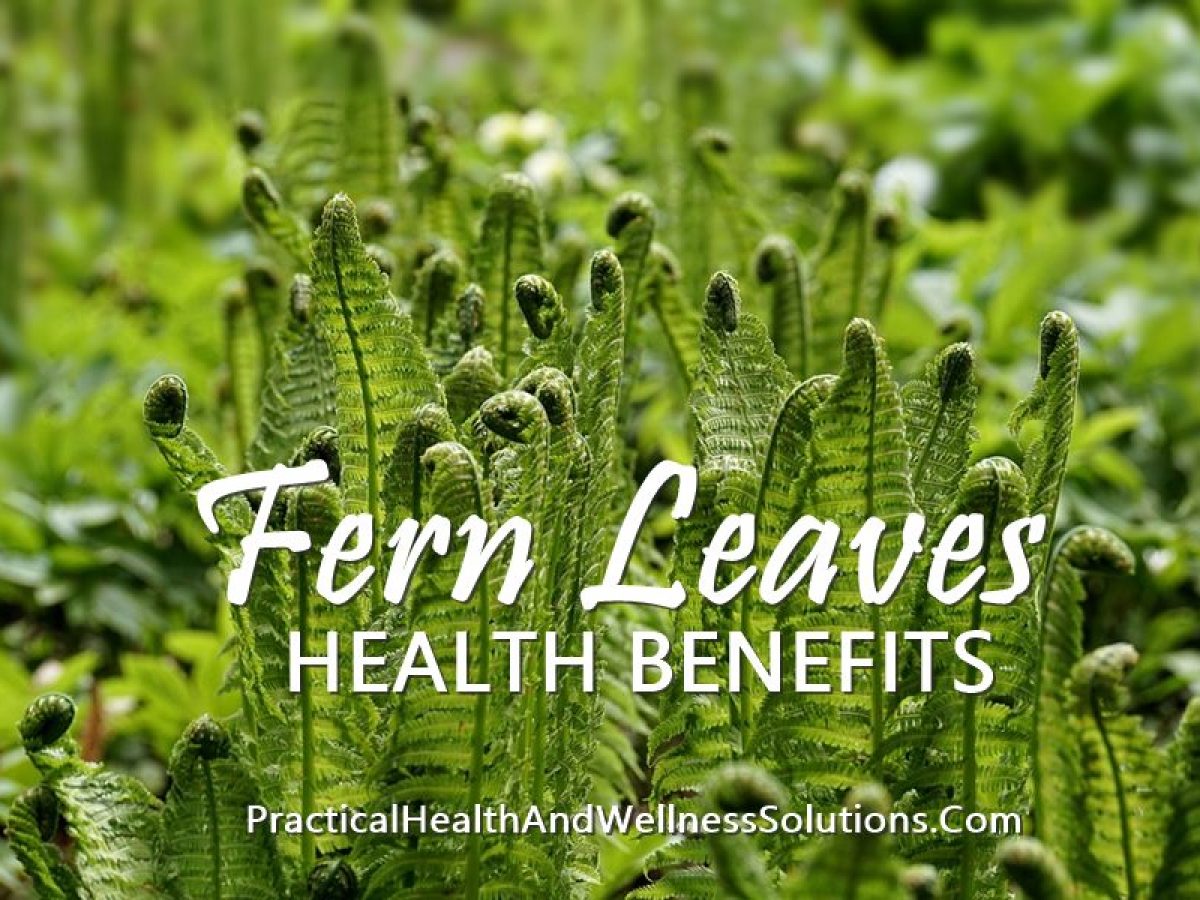 10 Fern Paco Leaves Health Benefits Herbal Attributes