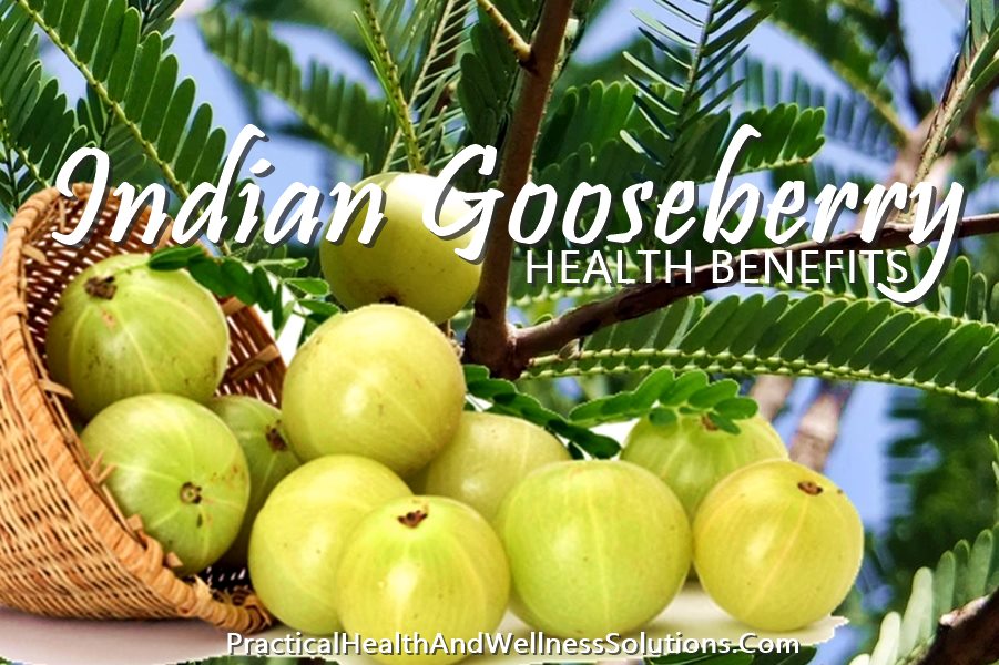 18 Indian Gooseberry Benefits Risks Amla Phyllanthus Emblica