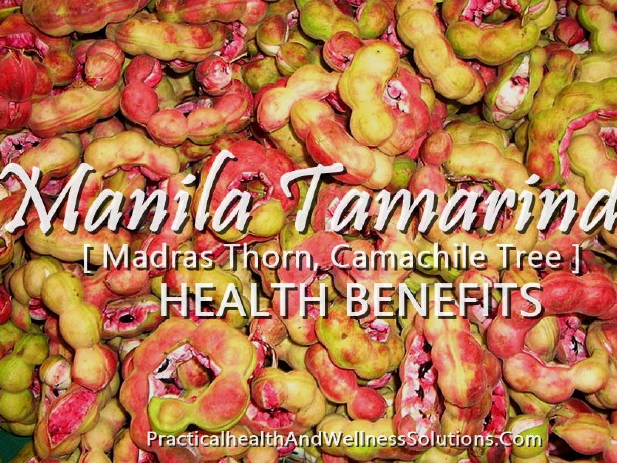 Manila Tamarind Benefits Camachile Tree Pithecellobium Dulce